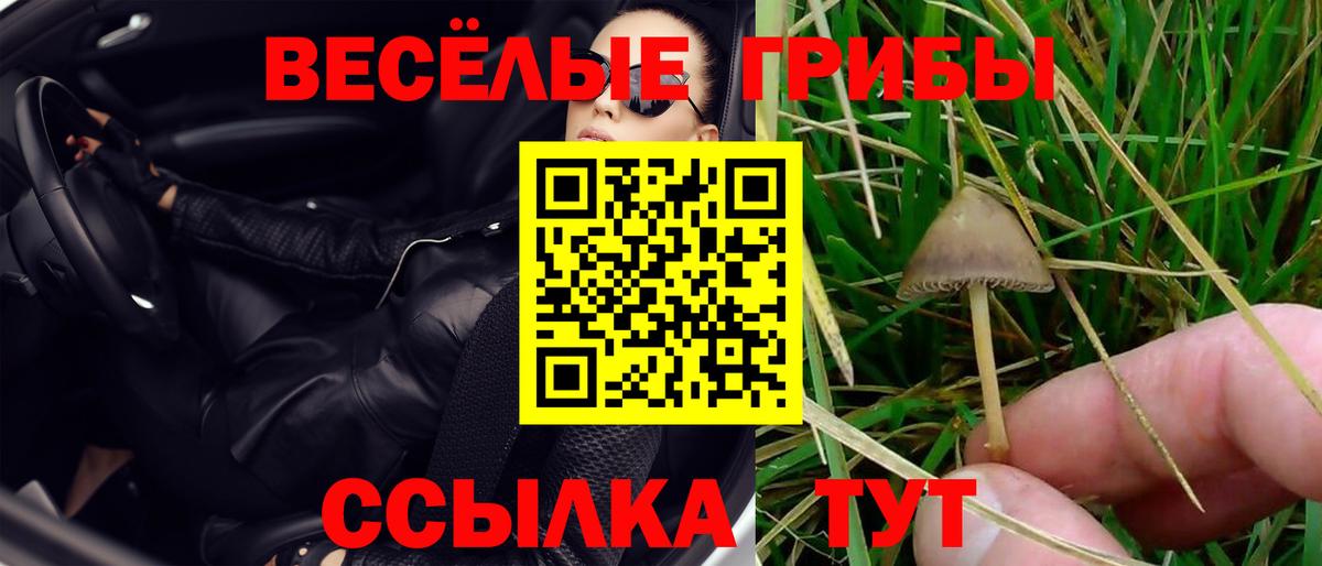 Псилоцибиновые грибы Cubensis  Галлюциногенные грибы Cubensis  закладка  Звенигород  Вход с VPN 